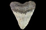 Bargain, Fossil Megalodon Tooth - North Carolina #75516-2